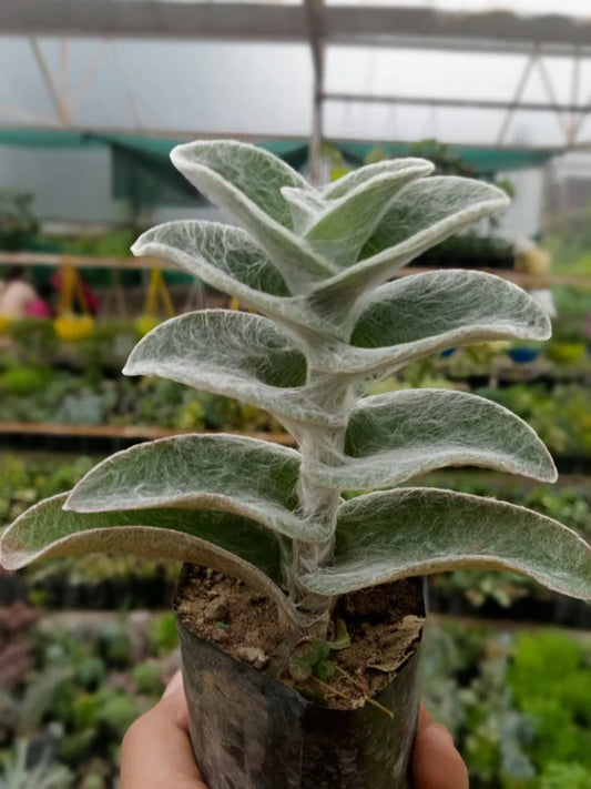 Tradescantia Sillamontana (With Soil, Plant & Pot)