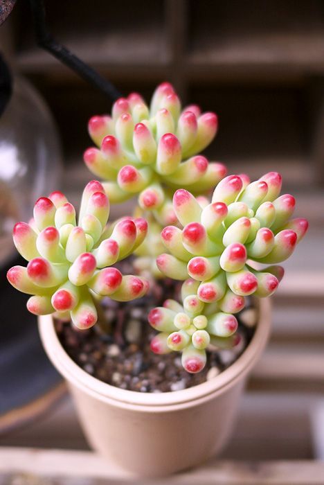 Sedum Rubrotinctum (Bare Rooted)