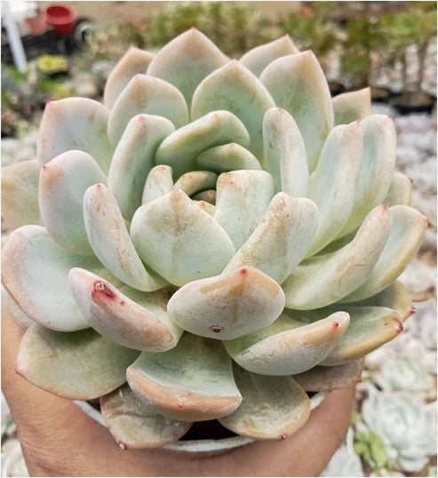 Echeveria 2 (With Soil, Plant & Pot)