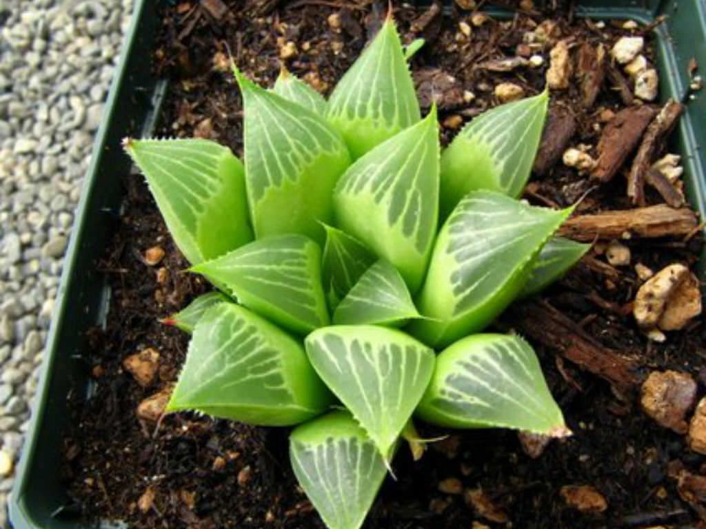 HAWORTHIA-MIRABILIS (Bare Rooted)