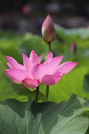 Lotus Mix - Special Seeds (Pack of 10 Seeds)