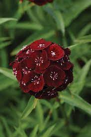 Dianthus Black Cherry - F2 Hybrid (Pack of 30-40 Seeds)