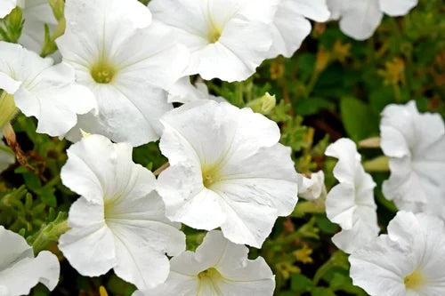 Petunia White - F3 Hybrid (Pack of 100 Seeds)