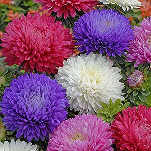 Aster Mixed - F2 Hybrid Seeds Online (Pack of 50 Seeds)