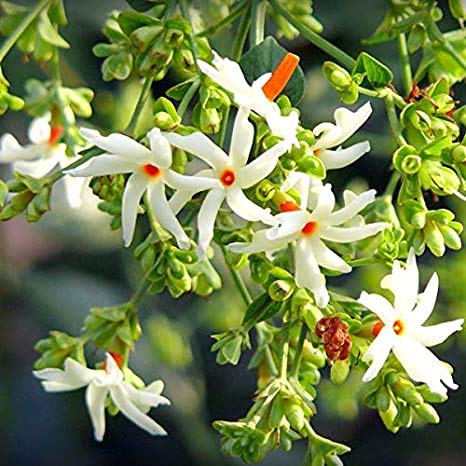 Harsingar/Parijat/Night Jasmine - Special Seeds (Pack of 10 Seeds)