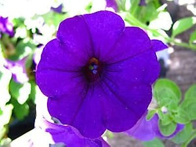Petunia Violet - F2 Hybrid (Pack of 100 Seeds)