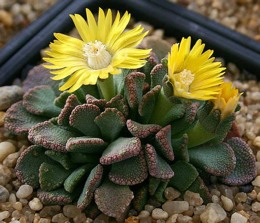 Titanopsis Calcarea (With Soil, Plant & Pot)