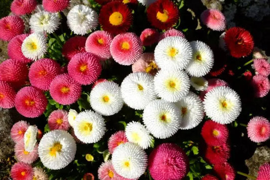 Daisy Flower (Hybrid Seeds)