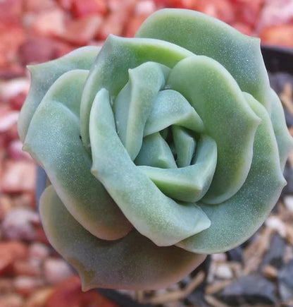 Graptoveria Lovely Rose (With Soil, Pot and Plant)