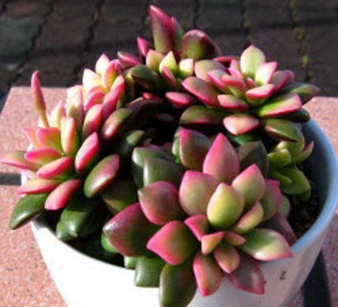 Pink Anacampseros Rufescens  (With Soil, Plant & Pot)