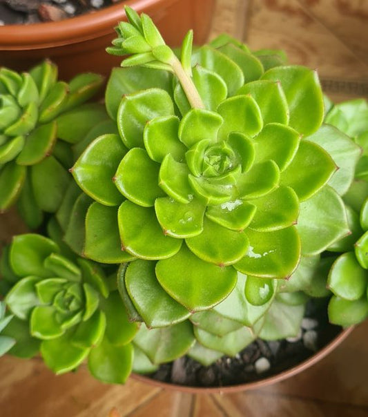 Sedeveria Letizia (With Soil, Plant & Pot)