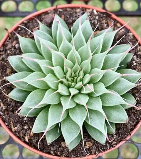 Graptoveria Silver Star (Bare Rooted)