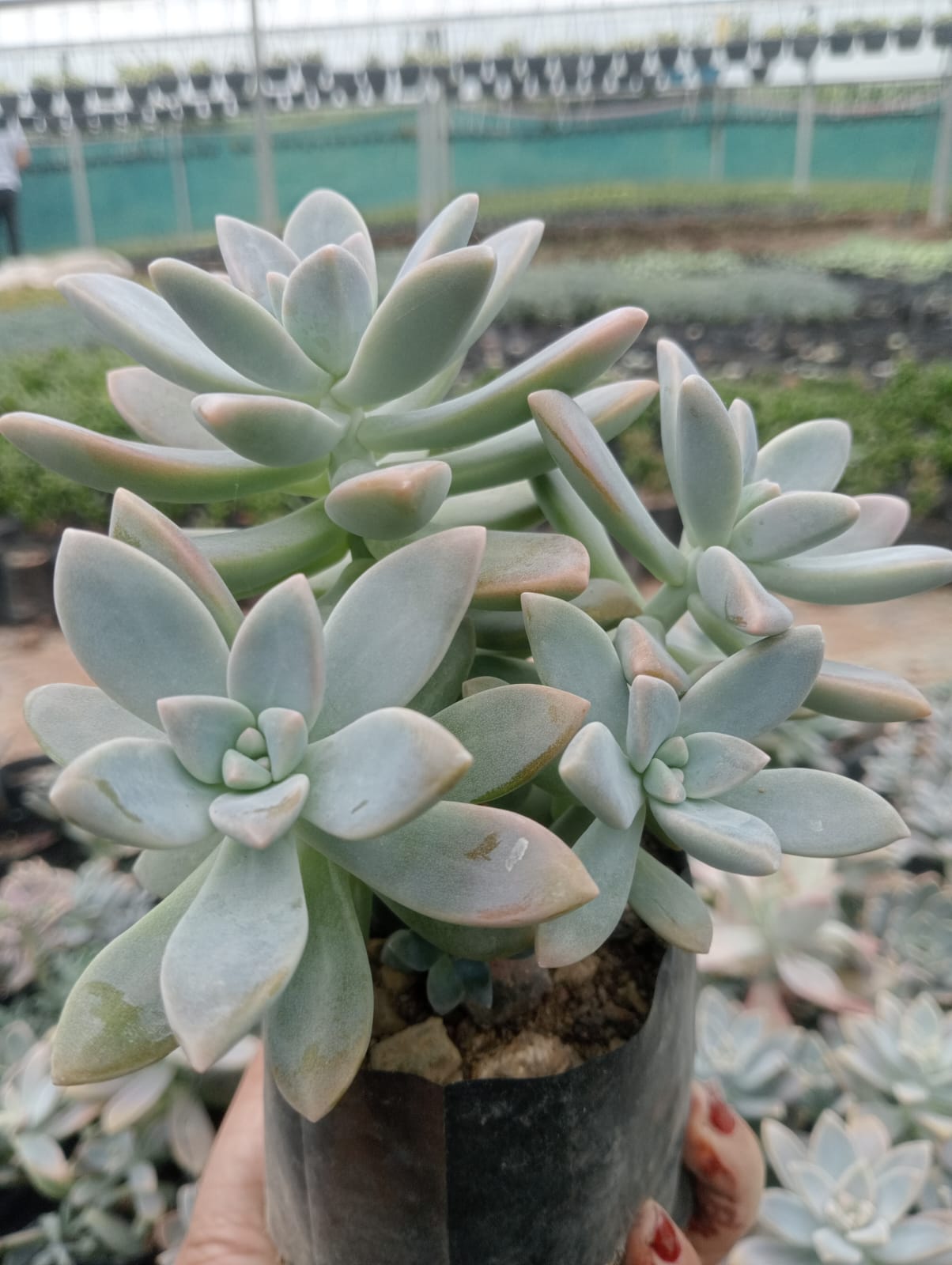 GRAPTO ECHEVERIA (With Soil, Plant & Pot)