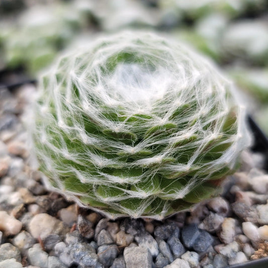 Cobweb Hens and Chicks (Bare Rooted)