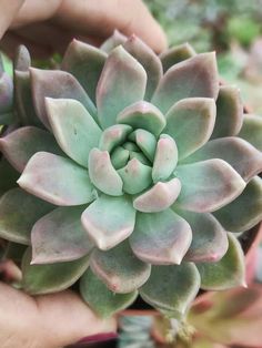 Echeveria Pink Line (With Soil, Plant & Pot)