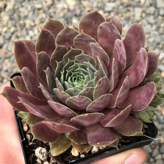 Purple Sempervivum Tectorum (Bare Rooted)