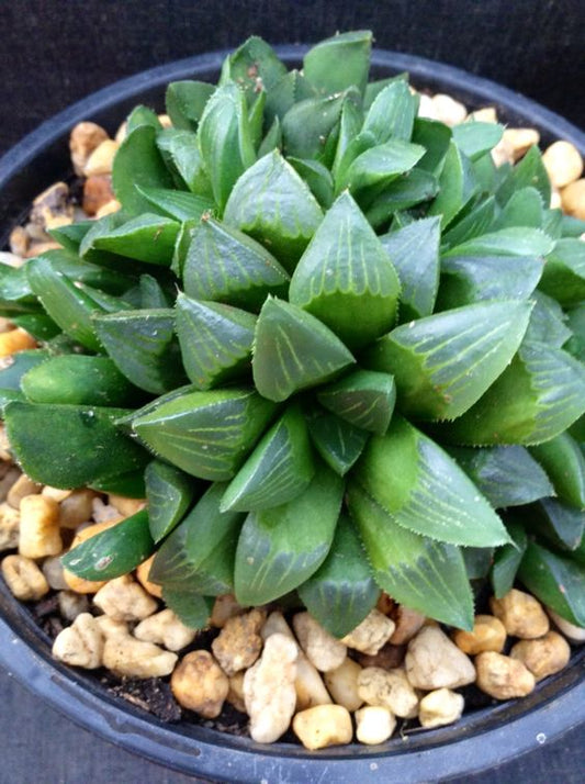 Haworthia Pygmaea (With Soil, Plant & Pot)