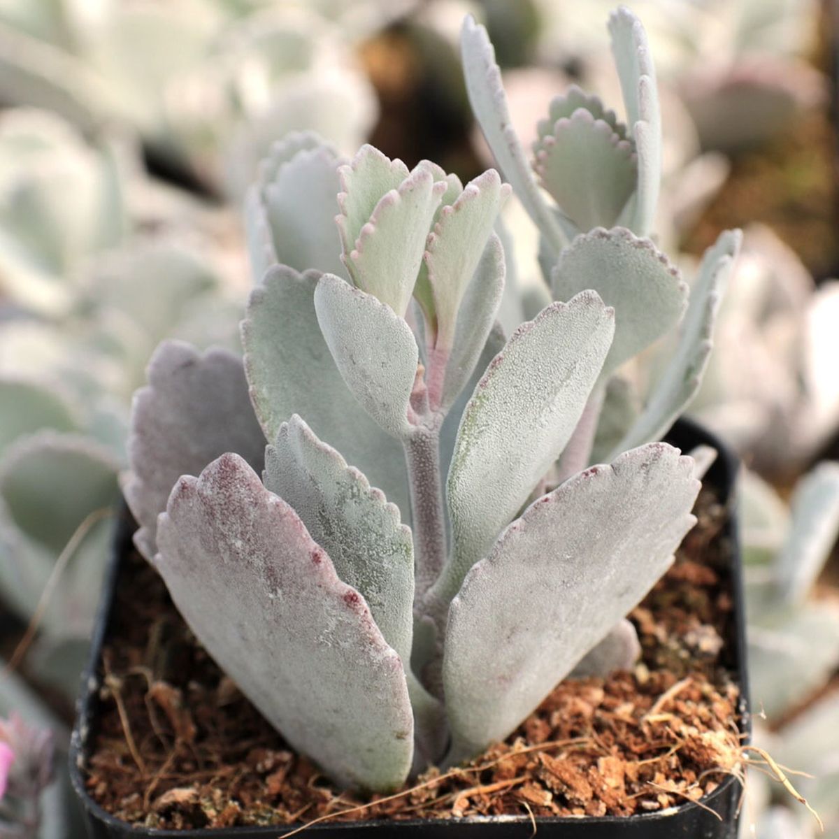Kalanchoe Millotii (With Soil, Plant & Pot)