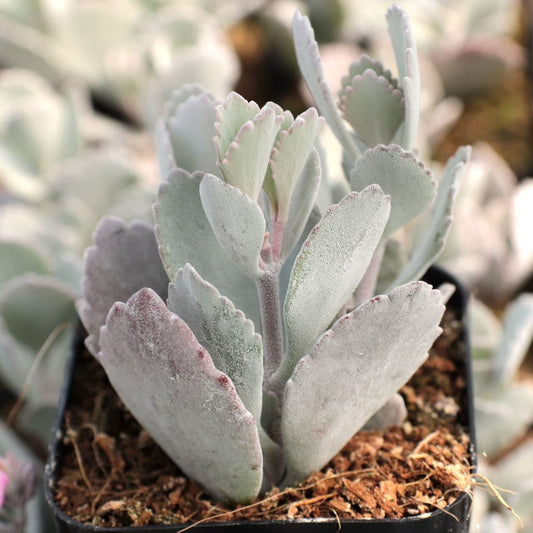Kalanchoe Millotii (With Soil, Plant & Pot)