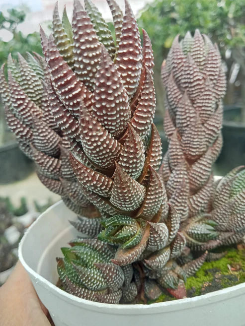 Haworthia Reinwardtii Black (With Soil, Plant & Pot)