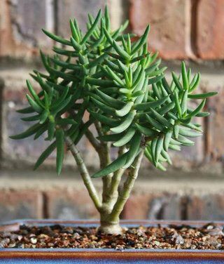 Crassula Tetragona  (With Soil, Plant & Pot)