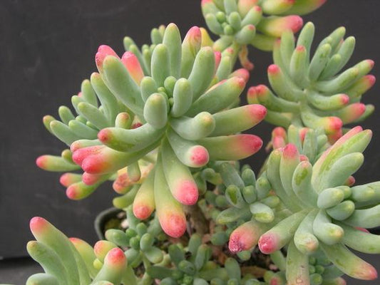 SEDUM-BANANA (With Soil, Plant & Pot)