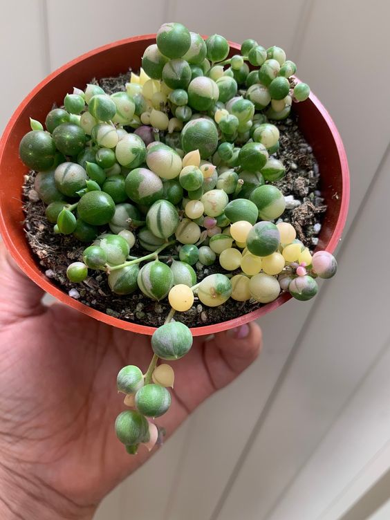 Variegated String of Pearls (Bare Rooted)