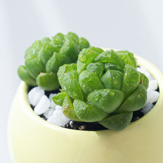 Haworthia Cymbiformis (With Soil, Plant & Pot)
