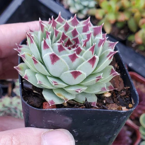 Sempervivum Tectorum (With Soil, Plant & Pot)