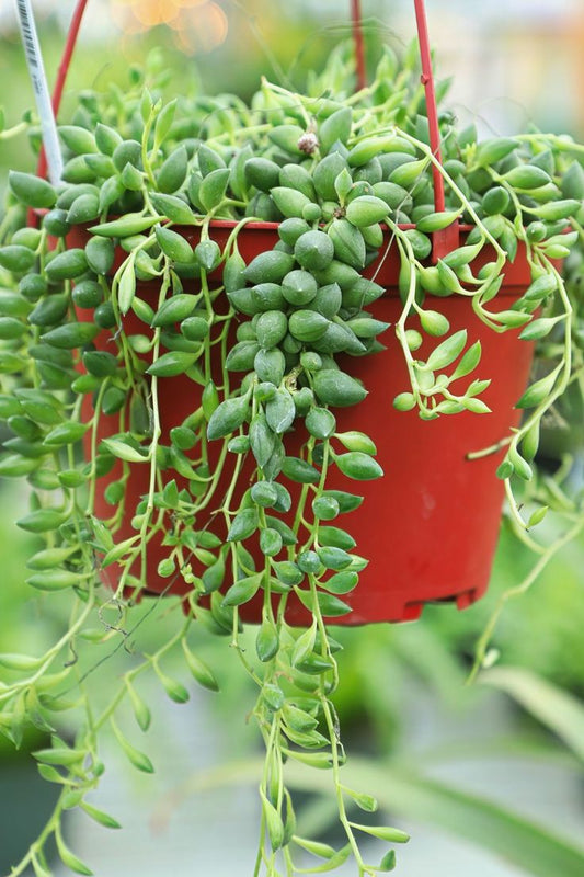 Variegated String of Tears (With Soil, Plant & Pot)