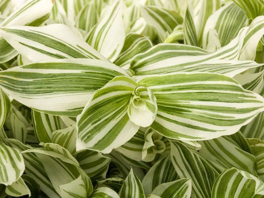 Tradescantia Pistachio (Bare Rooted)