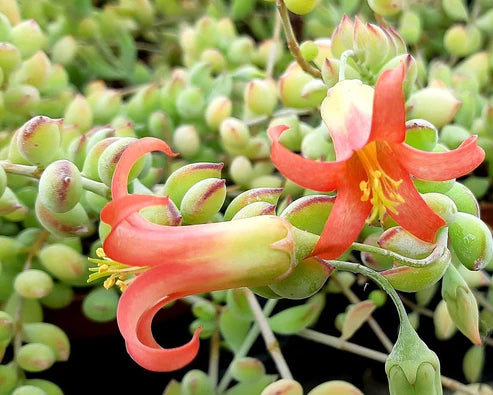 Cotyledon Pendens  (With Soil, Plant & Pot)