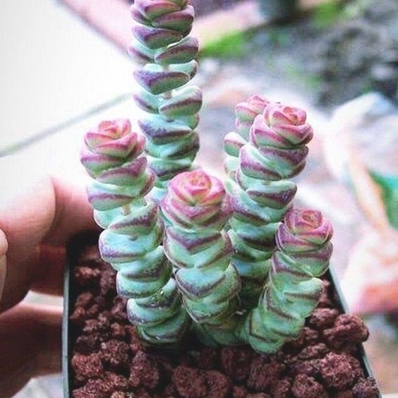 Crassula Baby Necklace (Bare Rooted)