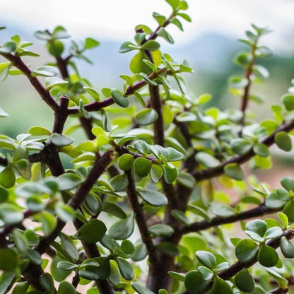 Green Elephant Bush (Bare Rooted)