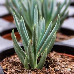 Long Blue Chalksticks (With Soil, Plant & Pot)