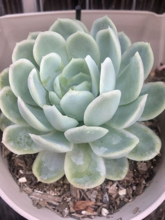 Echeveria Elegans (Bare Rooted)