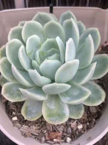 Echeveria Elegans (With Soil, Plant & Pot)