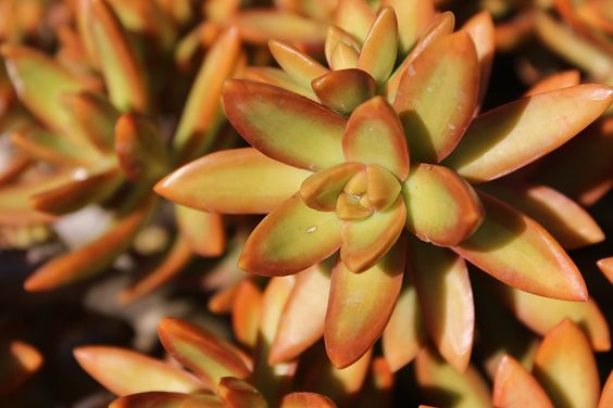 Sedum Nussbaumerianum (Bare Rooted)