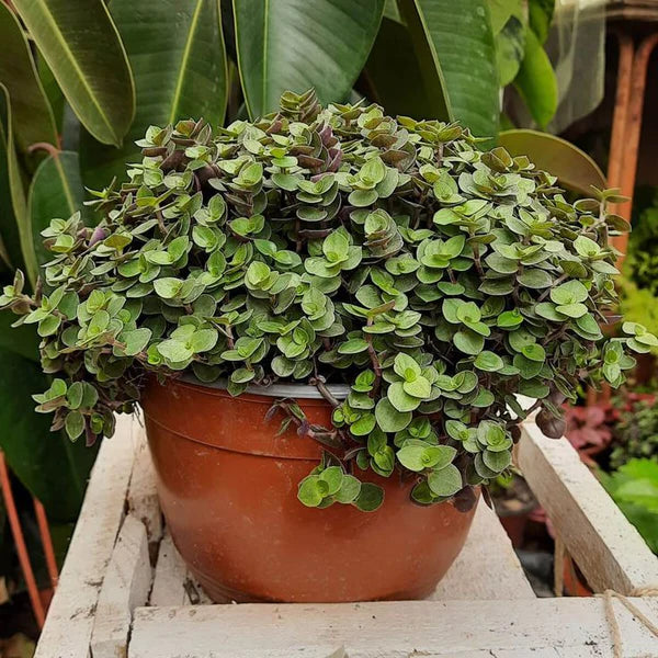 Turtle Vine / Callisia Repens (With Soil, Plant & Pot)