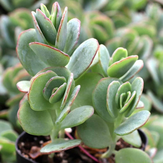 Kalanchoe Marnieriana (With Soil, Plant & Pot)