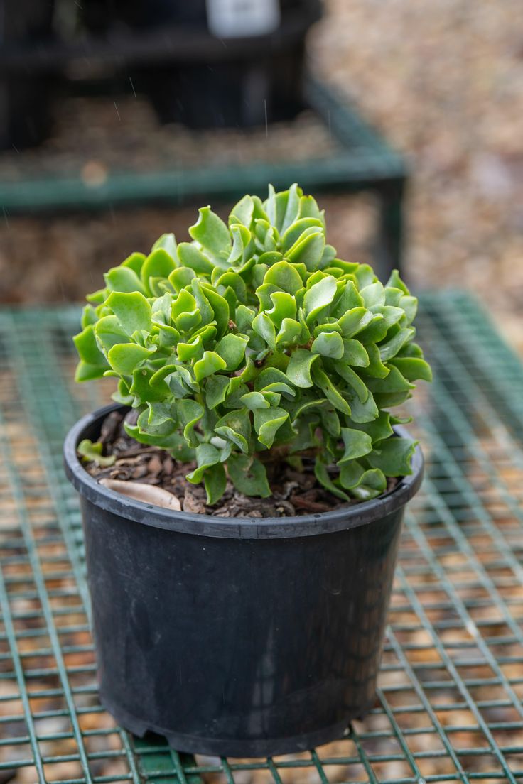 Crassulla Ruffells Jade (With Soil, Plant & Pot)