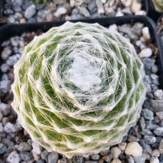 Cobweb Hens and Chicks (With Soil, Plant & Pot)