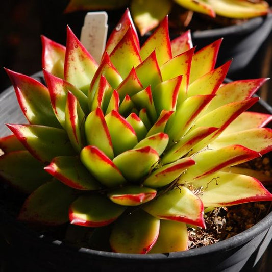 Echeveria Red Lipstick (With Soil, Plant & Pot)