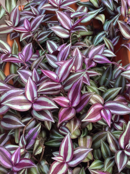 Wandering Jew  (With Soil, Plant & Pot)