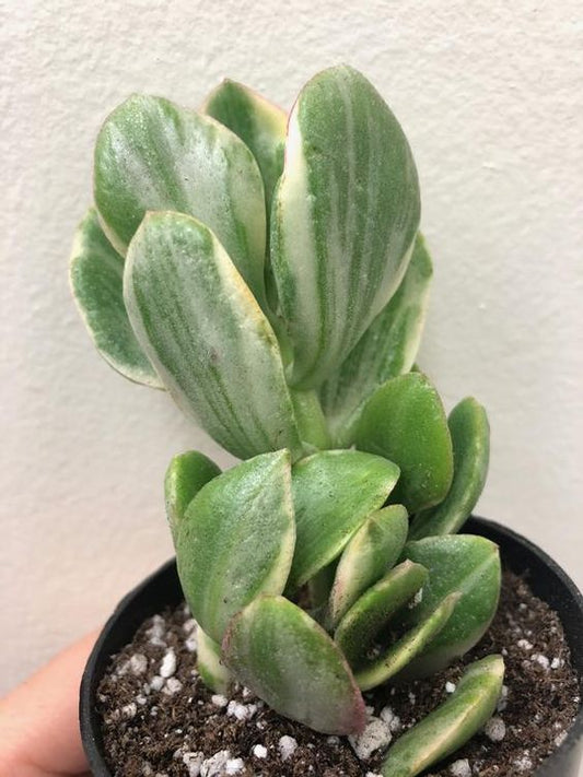 Variegated Pink Jade (With Soil, Plant & Pot)