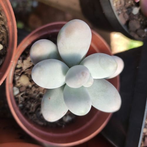 Pachyphytum Oviferum (With Soil, Plant & Pot)