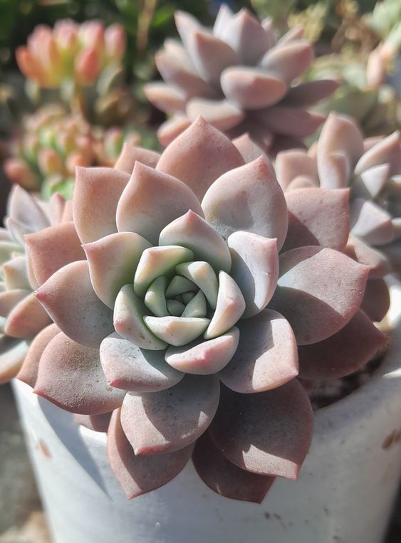 Echeveria Red Shade (Bare Rooted)