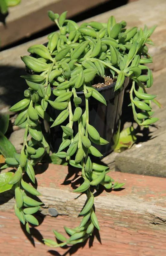 String of Tears (With Soil, Plant & Pot)