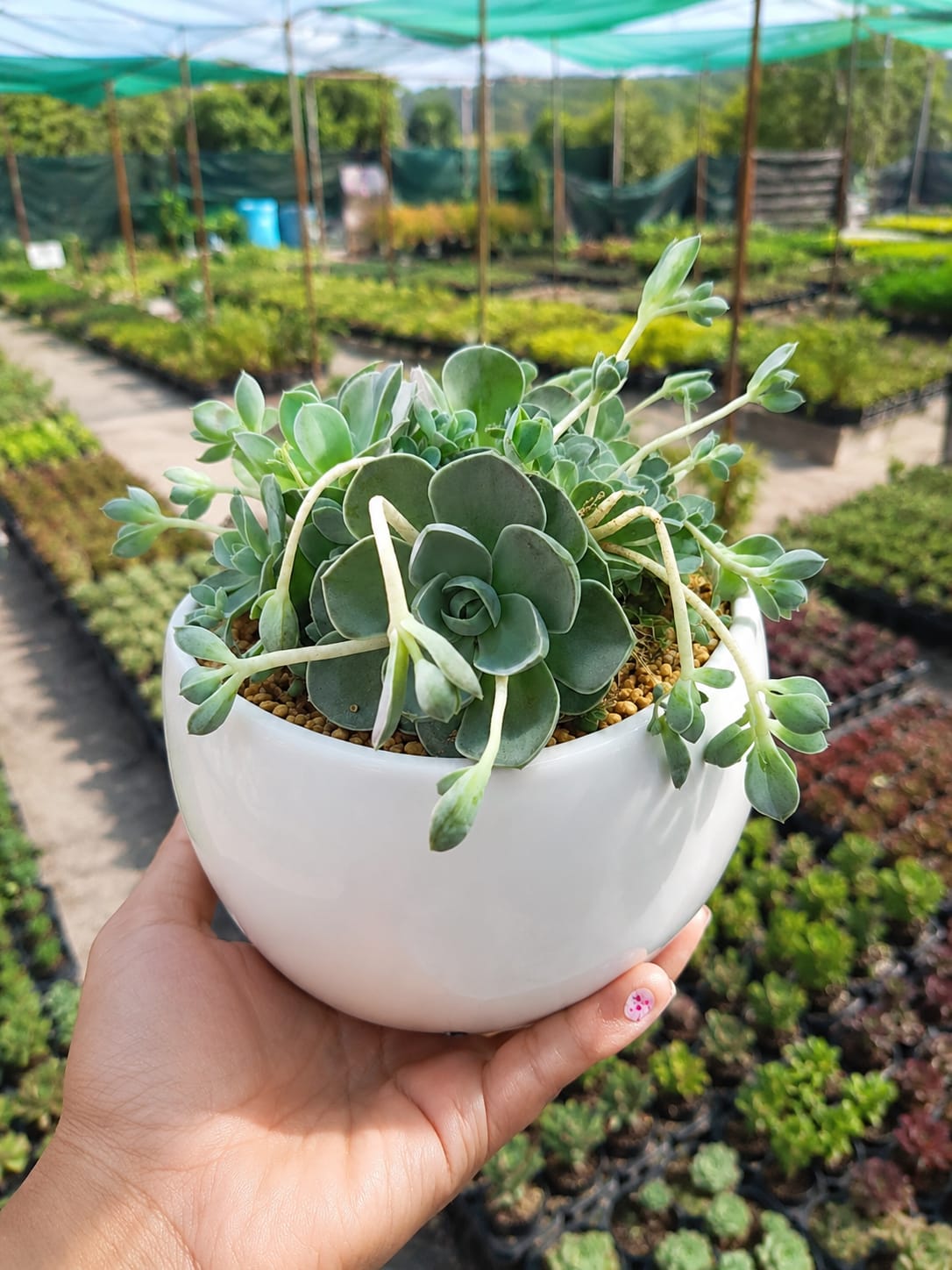 Orostachys (With Soil, Plant & Pot)