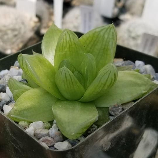 Haworthia Cymbiformis (Bare Rooted)